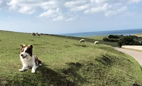 Camping-mit-Hund-Irlund
