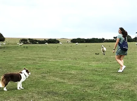 Camping-mit-Hund-Irlund