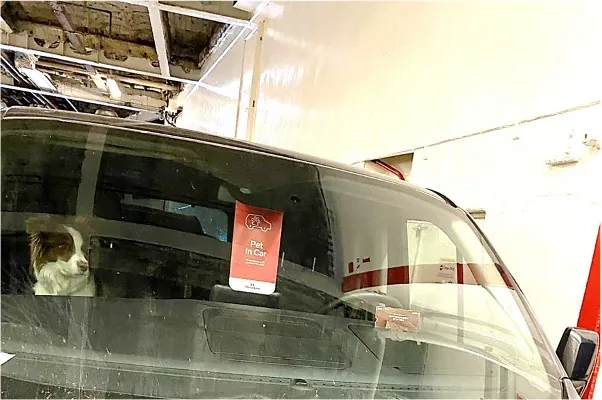 Camping-mit-Hund-Irlund-2