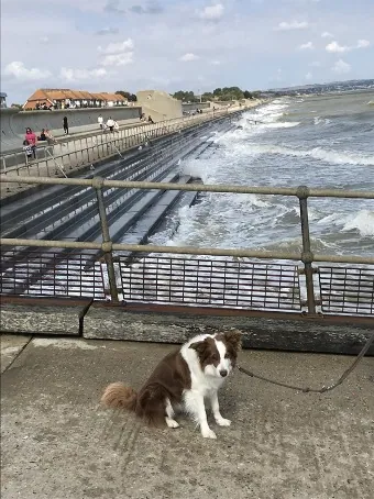 Camping-mit-Hund-Irlund