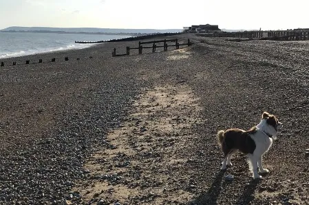 Camping-mit-Hund-Irlund